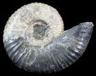 Acanthohoplites Ammonite Fossil - Caucasus, Russia #30084-1
